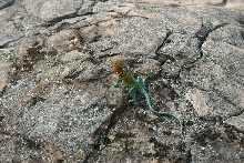 Collared Lizard